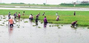 হাওরের ফসল রক্ষায় সরকারের মহাপরিকল্পনা, ড্রেজিং হবে ১৩ নদী, বাঁচবে লাখো কৃষকের স্বপ্ন