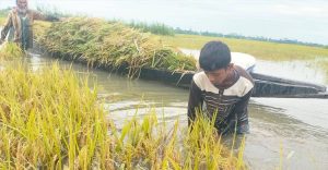 হাওরের ফসল রক্ষায় সরকারের মহাপরিকল্পনা, ড্রেজিং হবে ১৩ নদী, বাঁচবে লাখো কৃষকের স্বপ্ন