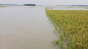 তলিয়ে গেছে ফসল, দুশ্চিন্তায় সুনামগঞ্জের লাখো কৃষক