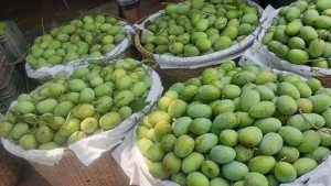 ঢলনের চাপে আমচাষি, কেজিভিত্তিক বেচাকেনার সিদ্ধান্তেও মিলছে না সুফল