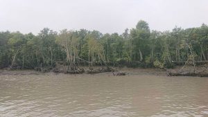 পরিবেশের মারাত্মক প্রভাবে হুমকির মুখে সুন্দরবন